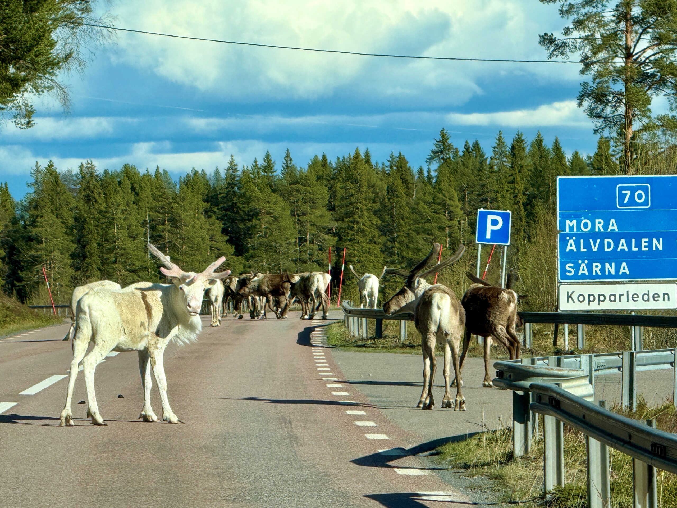 Renar på väg i Älvdalens kommun nära Idre och Särna